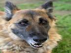 Adopt Dog a German Shepherd Dog