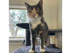 Adopt Noodle a Dilute Calico
