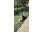 Adopt Banzai a Australian Shepherd, German Shepherd Dog