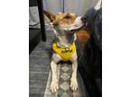 Adopt Circe a Basenji, Jack Russell Terrier