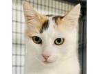 Adopt Crayola a Domestic Short Hair