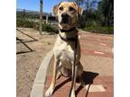 Adopt Skye a Labrador Retriever