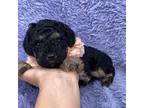 Cavapoo Puppy for sale in Campbellsville, KY, USA