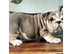 Bulldog Puppy for sale in Firebaugh, CA, USA