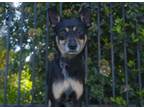 Adopt Nesa a Miniature Pinscher