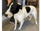 Adopt WICKIE a Pointer, Mixed Breed