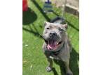 Adopt CLEMENTINE a American Staffordshire Terrier