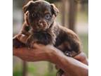Miniature Australian Shepherd Puppy for sale in Carlsbad, NM, USA