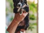 Miniature Australian Shepherd Puppy for sale in Carlsbad, NM, USA