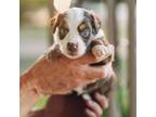 Miniature Australian Shepherd Puppy for sale in Carlsbad, NM, USA