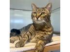 Adopt GRACE a Domestic Short Hair