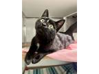 Adopt WEDNESDAY a Domestic Short Hair