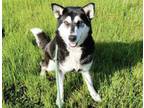 Adopt SEQUOIA a German Shepherd Dog, Siberian Husky