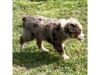 Miniature Australian Shepherd Puppy for sale in Marlow, OK, USA