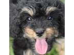 Cavapoo Puppy for sale in Checotah, OK, USA