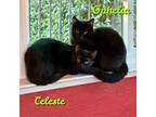 Adopt Ophelia [bonded with Celeste] a Bombay, Domestic Short Hair