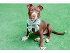 Adopt Tali the Puppy a Pit Bull Terrier