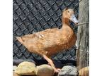 Adopt Patty a Duck