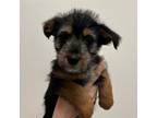 Adopt Carol a Mixed Breed