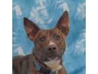 Adopt Tia a Pit Bull Terrier, Cattle Dog