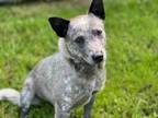 Adopt PEACHES a Australian Cattle Dog / Blue Heeler