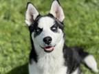 Adopt SAMMY a Siberian Husky