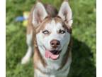 Adopt ALASKA a Siberian Husky