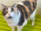 Adopt PICKLE a Domestic Short Hair