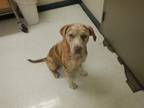 Adopt PEGGY a Catahoula Leopard Dog, Mixed Breed