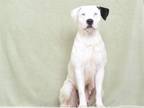 Adopt ANGEL a Pit Bull Terrier, Mixed Breed