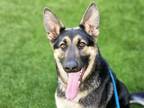 Adopt CLAIRE- CLARE a German Shepherd Dog