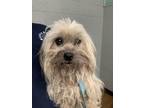 Adopt Princess Peach a Shih Tzu, Mixed Breed