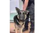 Adopt Nala a German Shepherd Dog, Mixed Breed