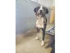 Adopt Asuma a Catahoula Leopard Dog, Mixed Breed