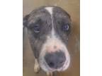 Adopt Incra a Catahoula Leopard Dog, Mixed Breed