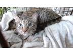 Adopt PEPPER a Domestic Short Hair