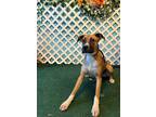 Adopt PIXIE a Boxer, Mixed Breed