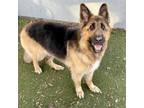 Adopt Bellatrix a German Shepherd Dog