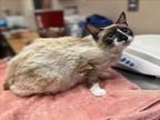Adopt UNKNOWN a Snowshoe