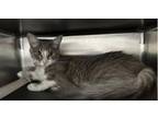 Adopt CHINA a Domestic Short Hair