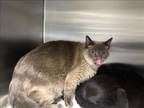 Adopt TINKERBELL a Siamese