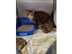 Adopt A069326 a Domestic Short Hair