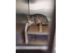 Adopt A069327 a Domestic Short Hair