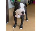 Adopt A251699 a Pit Bull Terrier