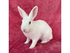 Adopt RENNALA a Bunny Rabbit