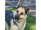 Adopt FALKA a German Shepherd Dog