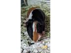 Adopt Peggy a Guinea Pig