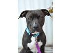 Adopt Gaia a American Staffordshire Terrier