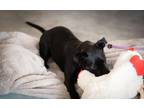 Adopt Midnight a Black Labrador Retriever, Pit Bull Terrier
