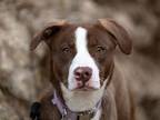 Adopt ZIRA a English Pointer, Mixed Breed